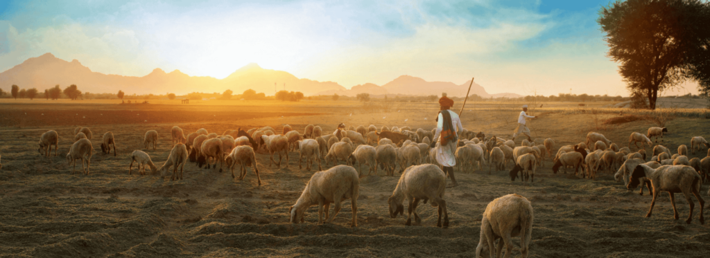 A man walks alongside a herd of sheep in a pastoral setting, guiding them through a grassy landscape.