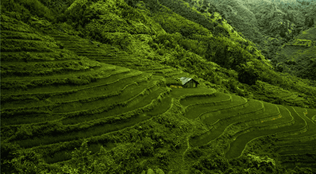 explore Vietnam with A lush green rice terrace nestled in the mountains, showcasing vibrant layers of cultivated fields.