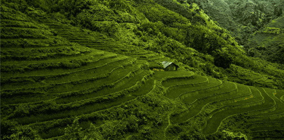 explore Vietnam with A lush green rice terrace nestled in the mountains, showcasing vibrant layers of cultivated fields.