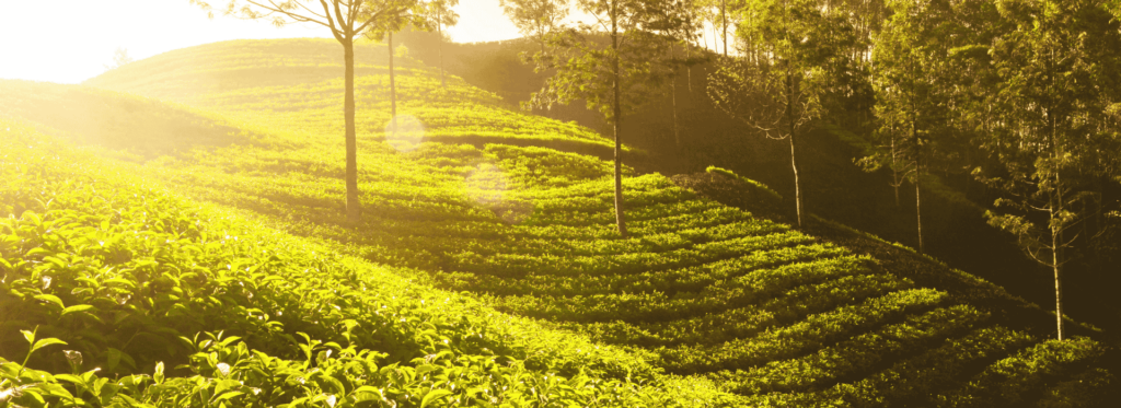 Sunlit tea plantation with vibrant green bushes, creating a serene landscape under bright sunlight.