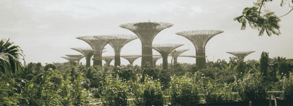 A significant gathering of trees, showcasing their height and greenery in a tranquil setting.