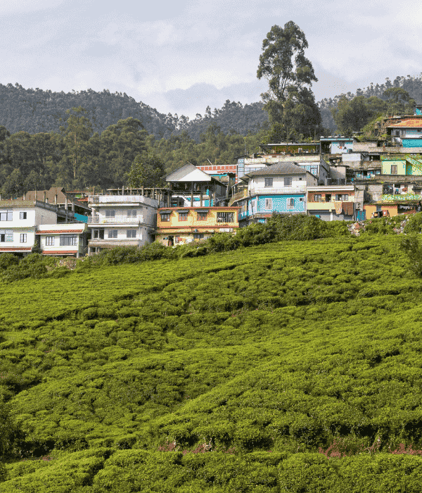 a green field with houses and trees