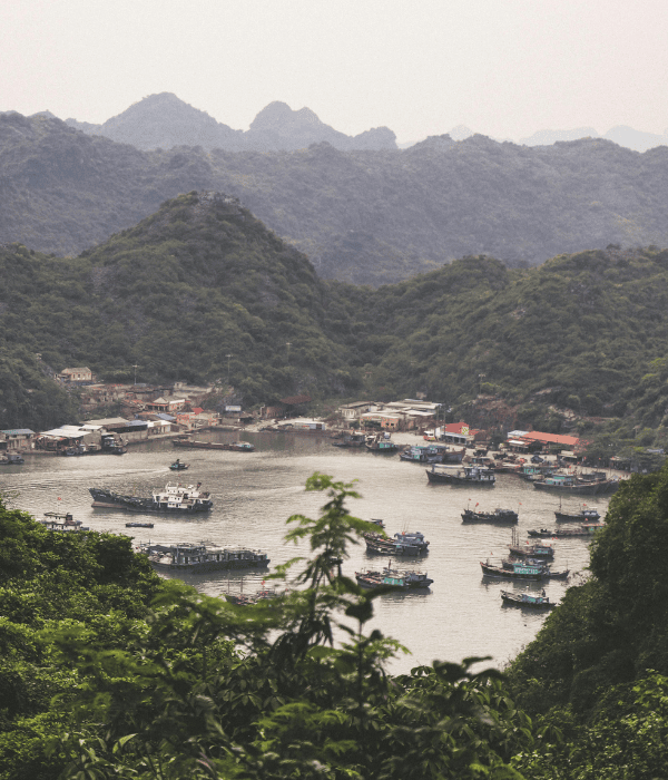 boats in a body of water surrounded by trees