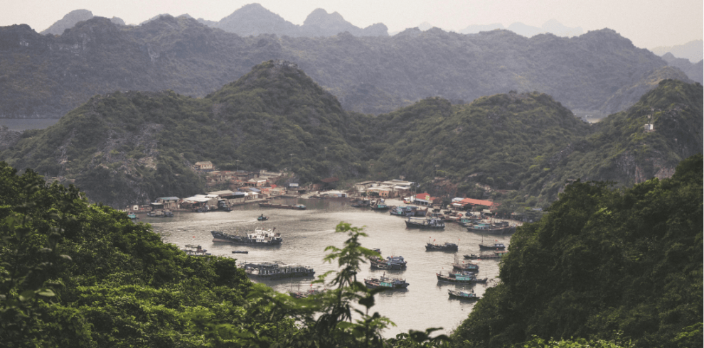 boats in a body of water surrounded by trees