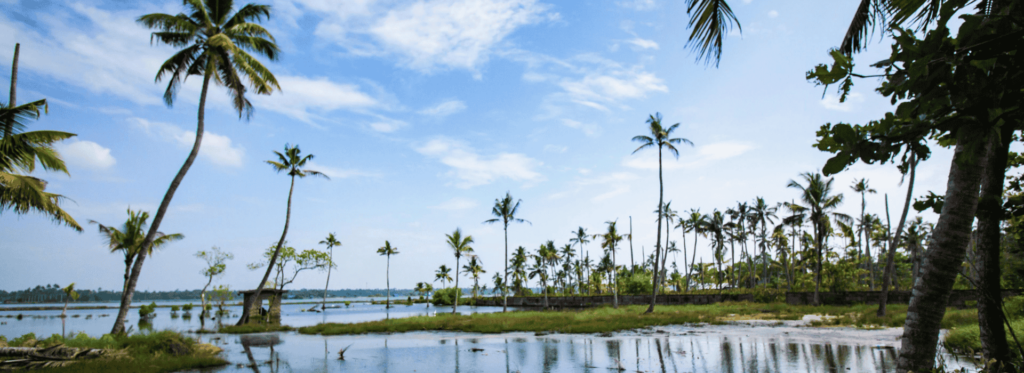 A tranquil scene featuring a boat on the water, with vibrant palm trees providing a picturesque backdrop.