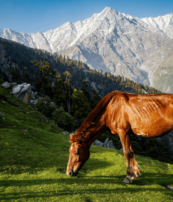 a horse grazing on grass in front of mountains