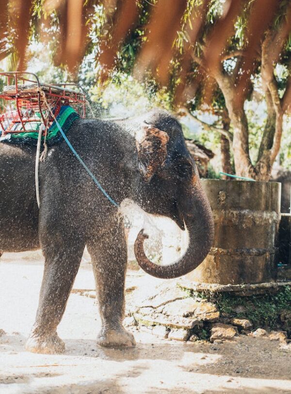 an elephant with a saddle on its back spraying water