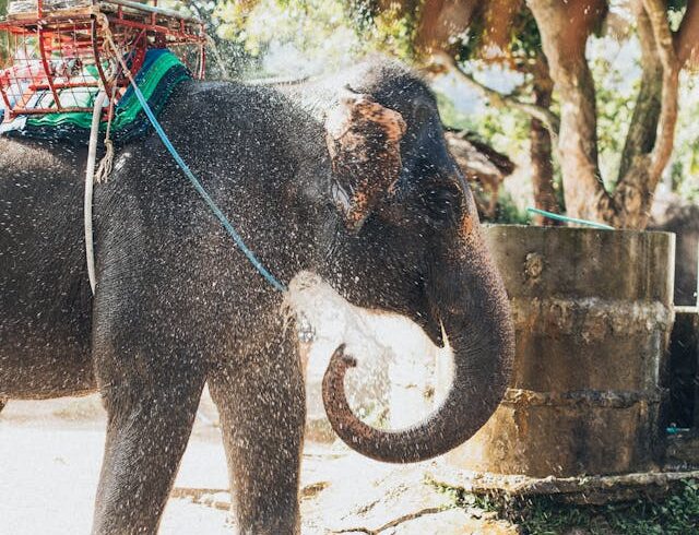 an elephant with a saddle on its back spraying water